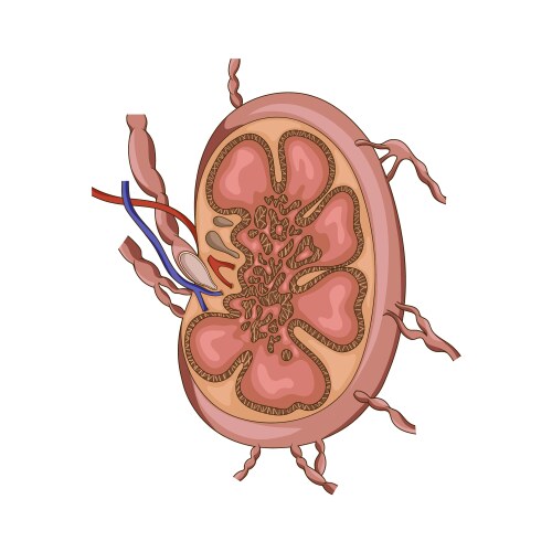 Lymph node structure Royalty Free Vector Image