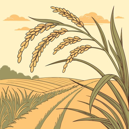 Rice Field Landscape – Free Vector | VectorStock