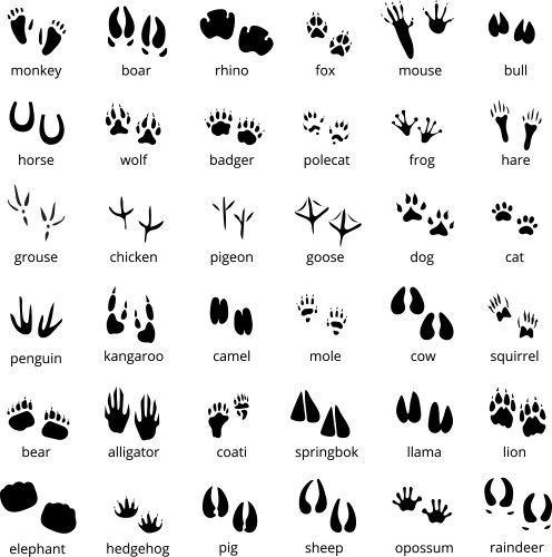 silhouette animal track set vector image