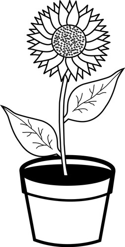 Single Sunflower in White Pots Vector Image