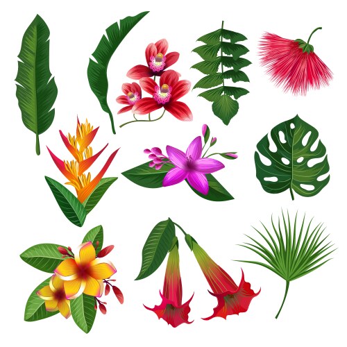 tropical plants hawaii flowers leaves and branches vector image