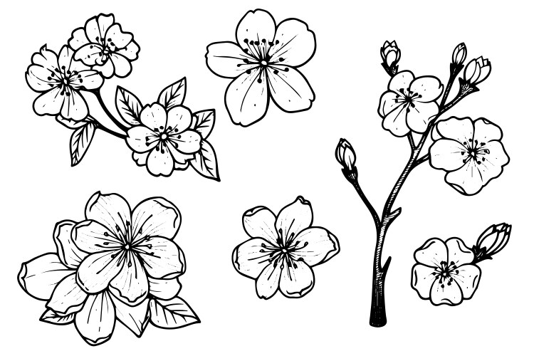 Sakura Blossom Sketch - Hand Drawn Ink Vector Image