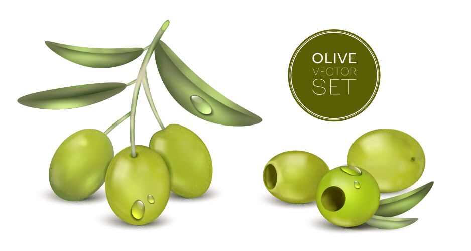 Realistic olive set vector image