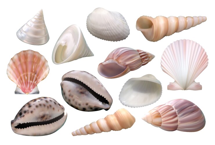 Collection of realistic seashells summer theme vector image