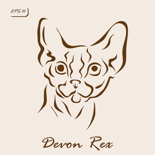Vector Devan British Longhair & Devon Rex Cats – Royalty-Free Vector | VectorStock