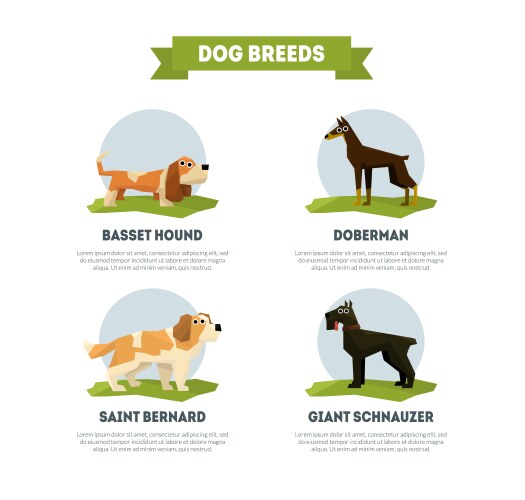 dog breeds banner template basset hound doberman vector image