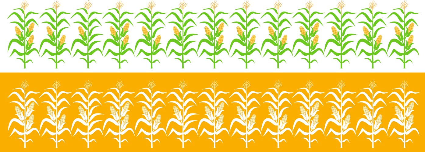 field with corn vector image