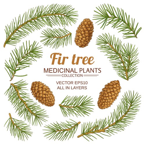 Cartoon fir branches border christmas tree Vector Image