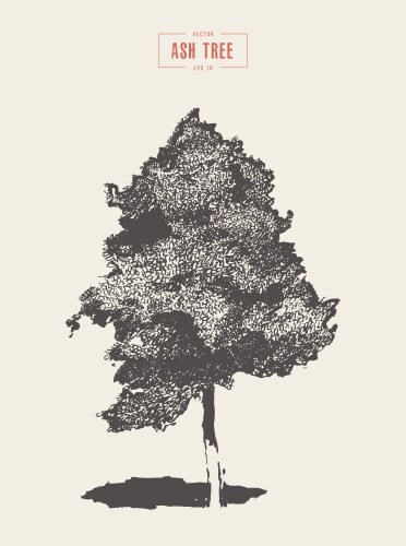 Ash Tree Vector Images (over 5,200)