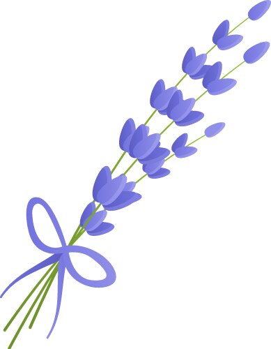 Bunch of lavender flowers on a white Royalty Free Vector