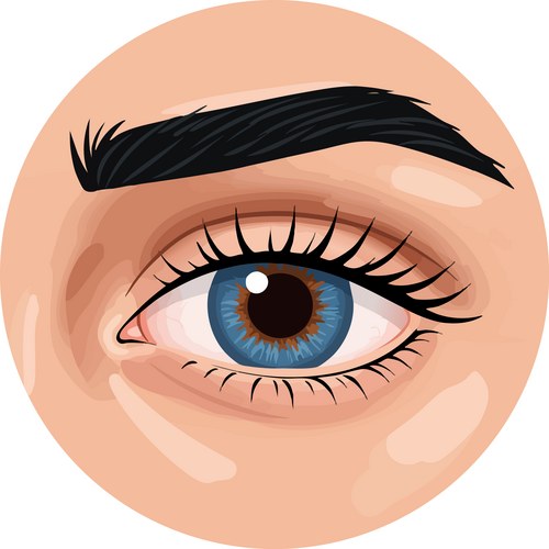 Human eye closeup with blue iris and natural Vector Image