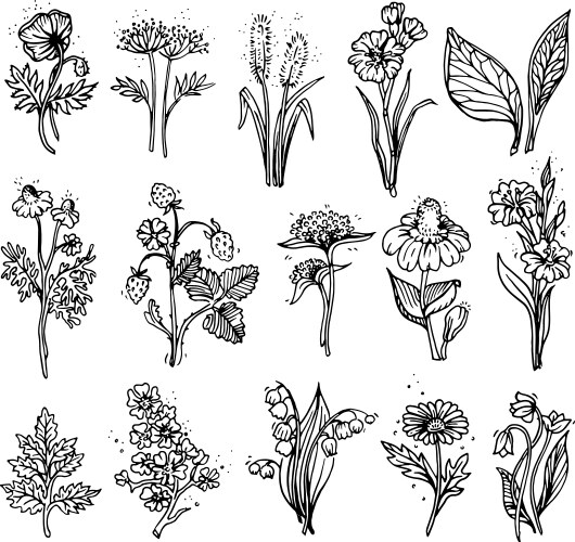 Wildflower Sketch Vector Image