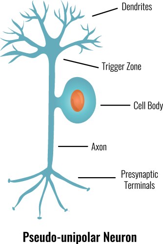 Basic neuron types composition Royalty Free Vector Image