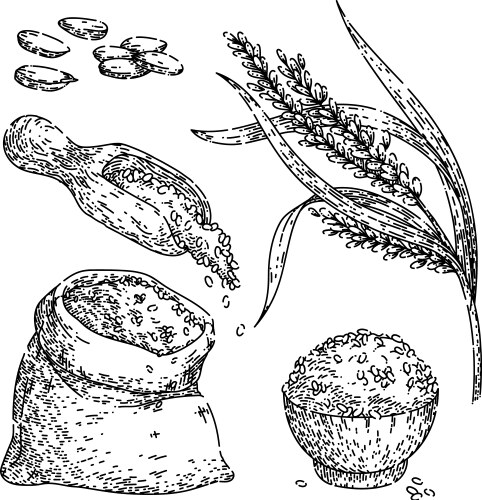 Rice burlap sack sketch hand drawn Royalty Free Vector Image