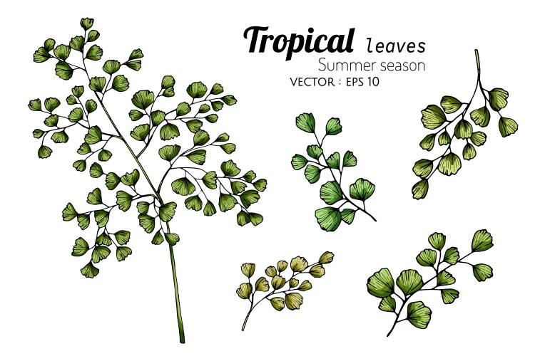 Elegant Fern Leaf Line Art Vector Image