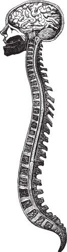 Vintage Anatomical Brain and Spine Vector Image