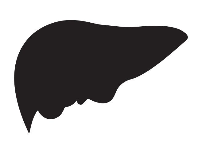 Liver silhouette art vector image