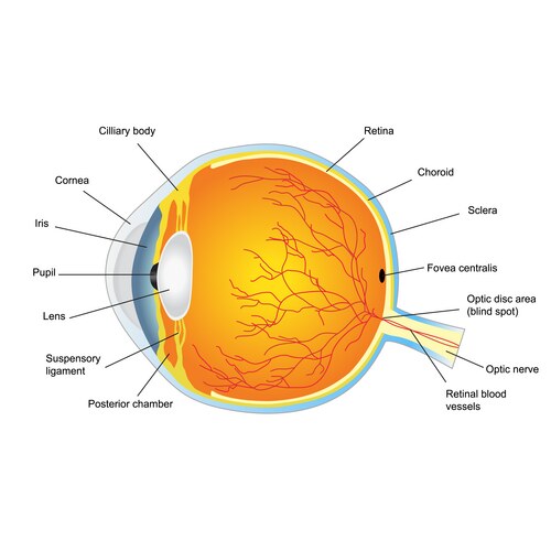 Human Eye Anatomy Poster – Royalty-Free Vector | VectorStock