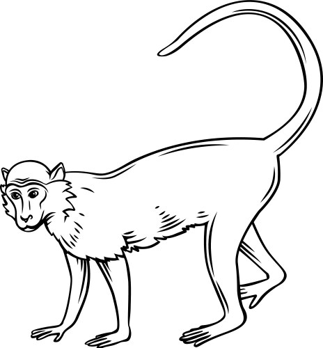 Jungle Macaque Outline Vector Image