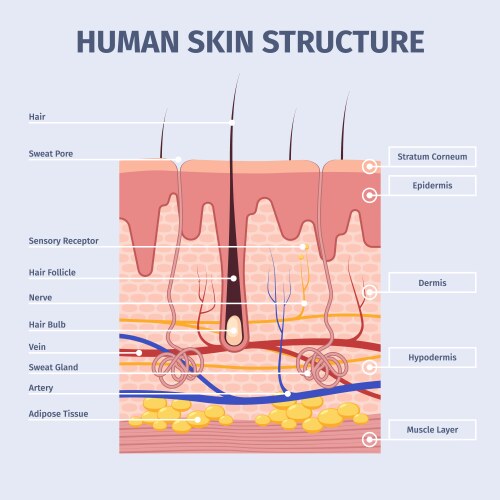 Skin layers detailed of human vector image