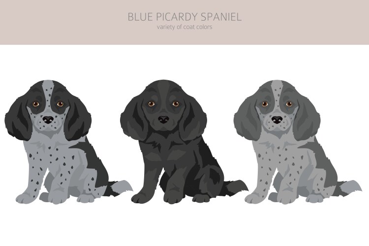 Clumber spaniel puppy clipart different poses Vector Image