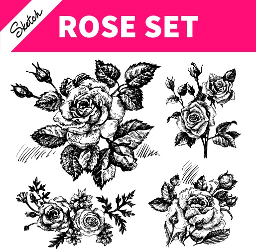 Canine hip dog rose hand drawn botanical sketch Vector Image