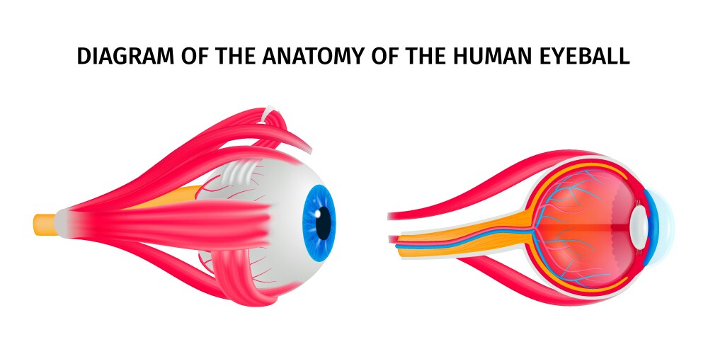 human eye anatomy diagram vector image