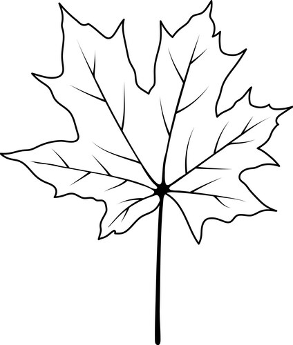 Maple leaf isolated Royalty Free Vector Image - VectorStock