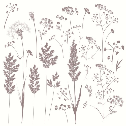 Vintage Field Plants Sketch Vector Image