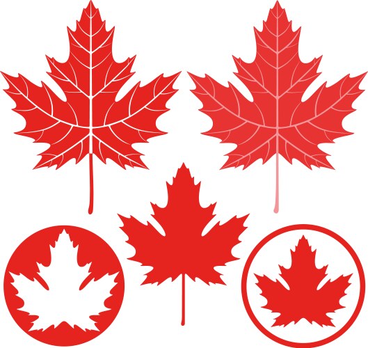Maple leaf icon Royalty Free Vector Image - VectorStock