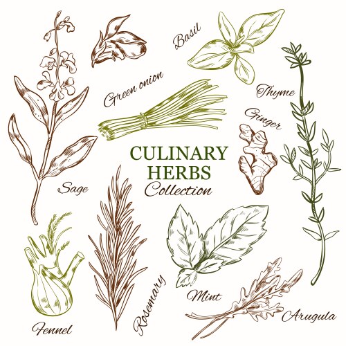 Hand drawn flowers and herbs set Royalty Free Vector Image