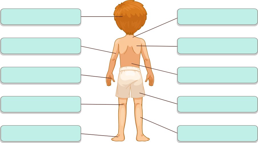 parts of the body vector image vector image