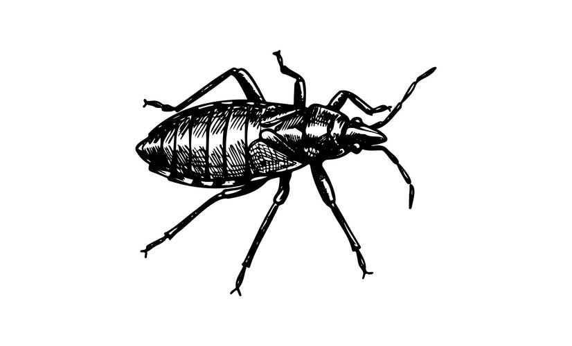 Detailed Black Bed Bug Sketch Vector Image