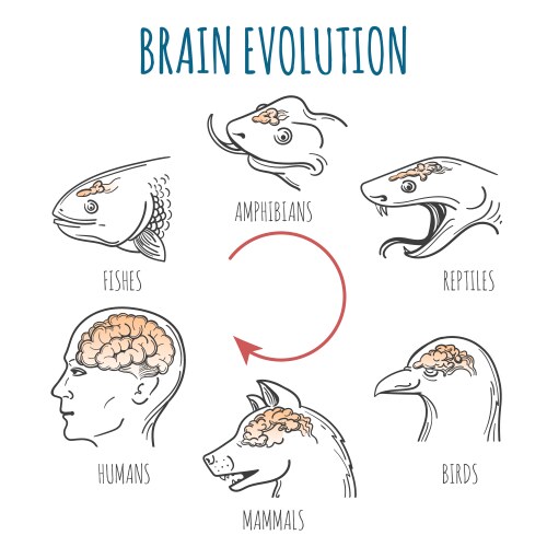 brain evolution vector image