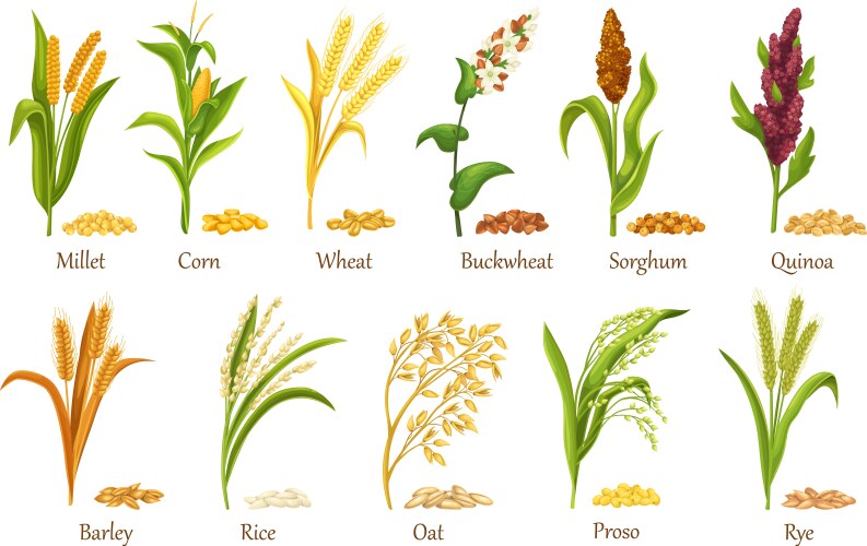 Cereal Vector Images over 64 000 cereal-vector-images-over-64-000