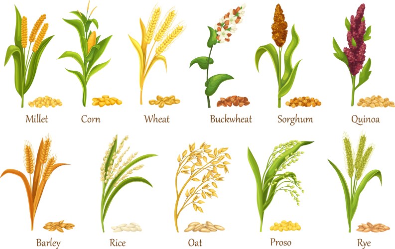 grasses cereal crops plant heap grains seeds vector