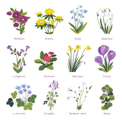 Spring Wildflowers & Blossoms Vector Image