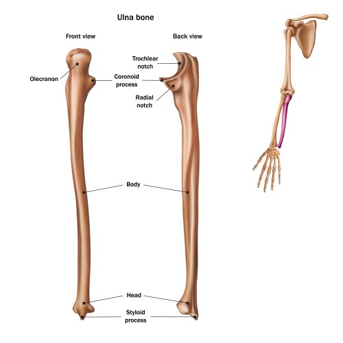 Structure humerus bone with name Royalty Free Vector Image