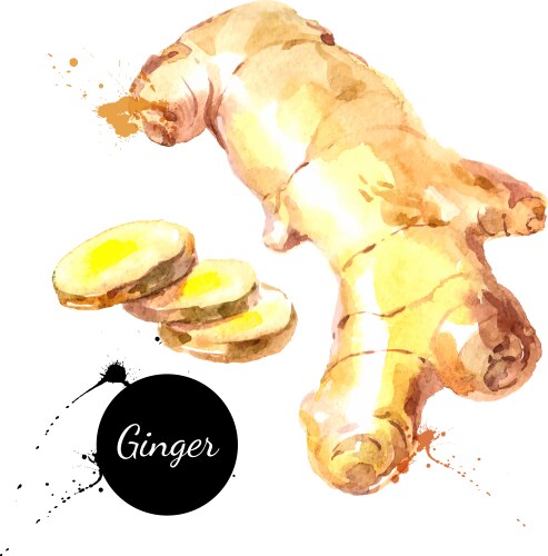 Watercolor Ginger Root Banner Vector Image