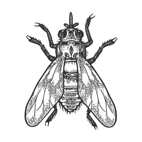 Tsetse Fly Sketch - Scratch Board Vector Image