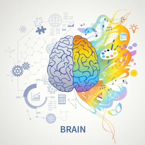 Human left and right brain cartoon Royalty Free Vector Image