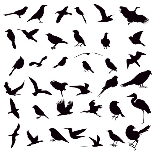 Bird Silhouettes Collection Vector Image
