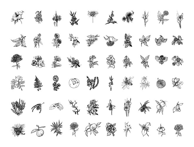 Japanese Botanical Sketches Vector Image