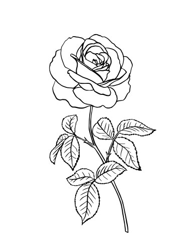 Black and White Rose Sketch Vector Image