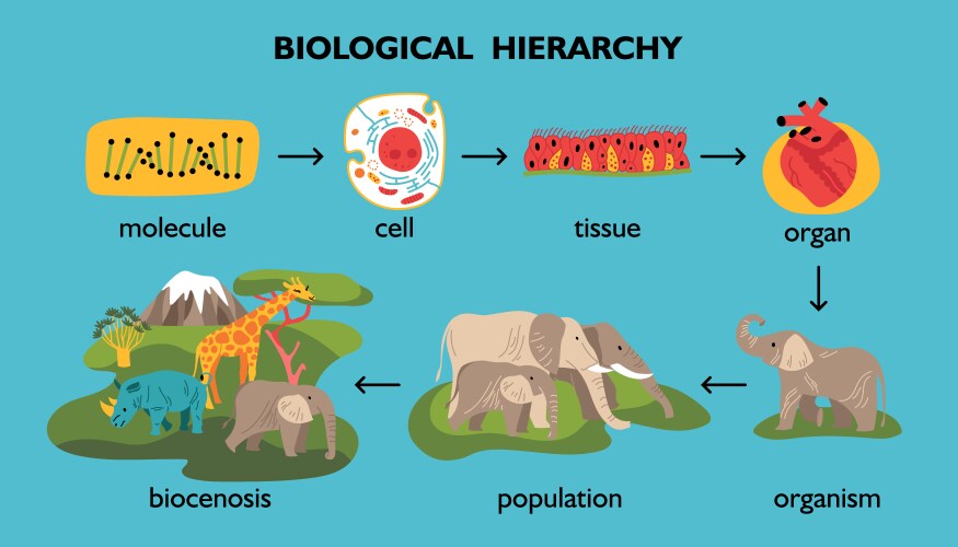 Biological hierarchy color flowchart vector image