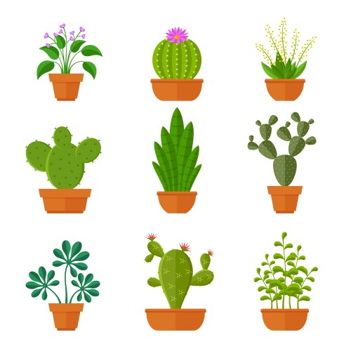 Decorative cactuses with flowers and home plant Vector Image