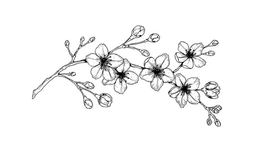 Cherry Blossom Branch Sketch Vector Image