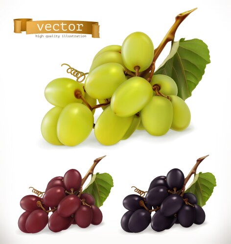 Red grape bunch with ripe berry and leaf Vector Image