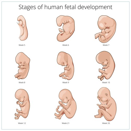 Stages human embryonic development Royalty Free Vector Image