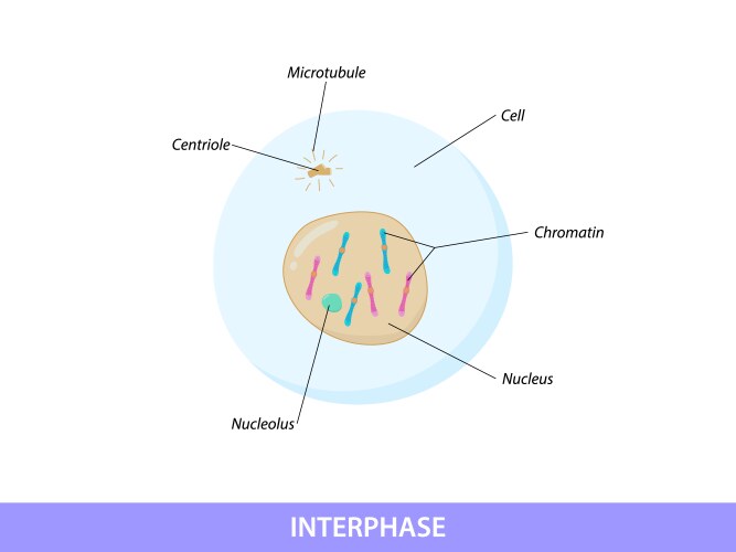Structure of the leukocyte white blood cell Vector Image Biology Diagrams